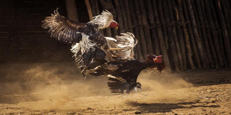 Kinh nghiệm quý báu từ cao thủ chọi kê 